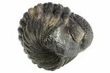 Perfectly Enrolled Drotops Trilobite - About Around #311188-2